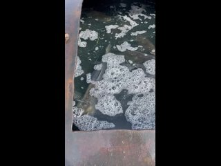 Видео от Михайловские пруды