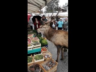 Олень на рынке итальянского города Кортина д’Ампеццо 🦌