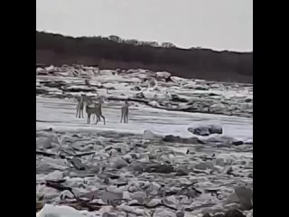 Косули оказались в беде, на льдине во время ледохода!