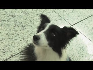 В аэропорту Стамбула начали работать собаки-«терапевты»