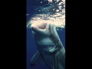 A great white shark, considered one of the most dangerous animals in the world, was captured on video in close-up