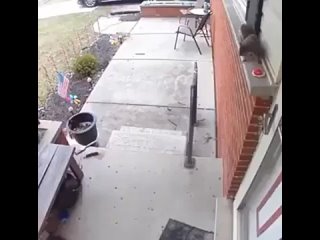 Squirrel leaves a treat for its human friend