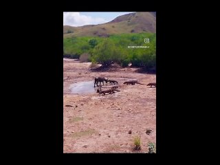 Видео от Змеи и другие рептилии