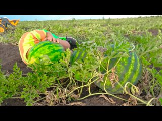 Darius wants to steal watermelons , but it was a bad idea