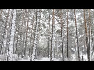 Снежный лес❄🌲