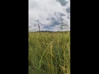 Видео от Рождённый в Сибири • Born in Siberia