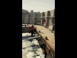 Двух тюленят спасли и доставили на реабилитацию в Центр Тюлень  из Владивостока и Южно-Морского