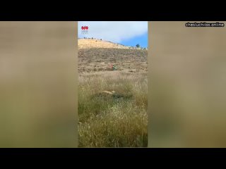 Житель Израиля хотел убрать палестинский флаг, стоящий в поле, но оказалось, что это специальная лов