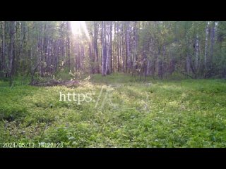 Если соберетесь за грибами в Борский район, будьте готовы встретить там местных жителей. Например, вот такого... (видео)