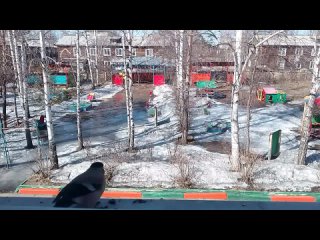 Видео от Птицы (и белки) в Лесосибирске и окрестностях