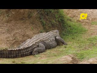 «Мир за минутку»: почему крокодилы греются на солнышке?