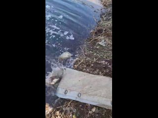 Видео от Рыбалка, отдых в Талицком Чамлыке,  Бахтин пруд!