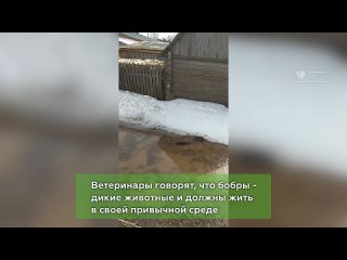 Операция по спасению бобров. Новости Кирова Первый городской