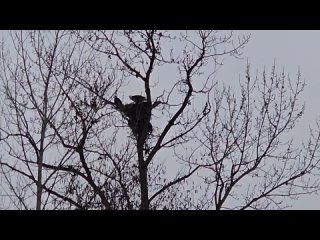 Видео от Типичная Америка. Западное побережье.