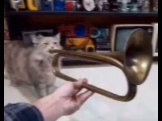 кот и труба