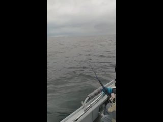 Видео от Рыбалка с гидом на Ладожском озере,Волхов,Свирь.