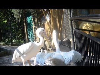 Кормление пеликана в Ялтинский зоопарк Сказка
