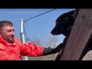 Ямальские спасатели спасли пса в Курганской области