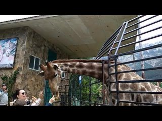 Ялтинский зоопарк Сказка Ласковый жираф