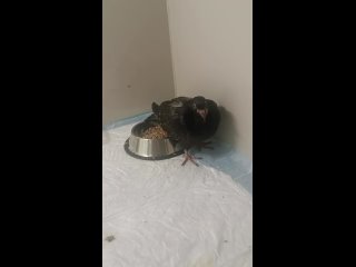 Чижик-Пыжик: ветеринарная клиника, лечение птицtan video