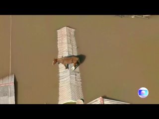 Лошадь застряла на крыше во время наводнения в Бразилии