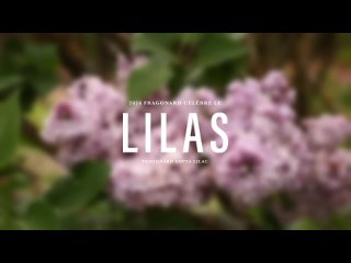 Fragonard. Fleur de lannée, le lilas (2024)