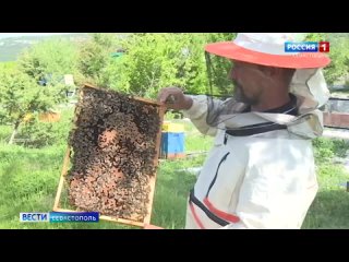 В Севастополе завершается сезонное обследование пасек