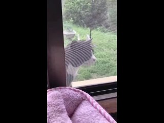 Видео от Самые смешные животные