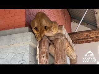 Победа над чудищем: лев Сева из челябинского зоопарка разобрался со страшной игрушкой ради подруги