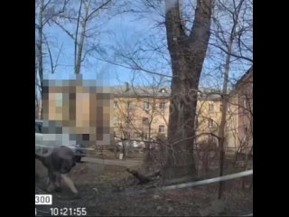 В Хабаровске пенсионерка-зоозащитница разбила машину соседки за то, что та вызвала специалистов, которые отловили опасных бродяч
