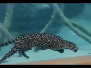 Ягуар охотится под водой