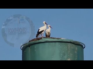 Постоянные жители водонапорной башни