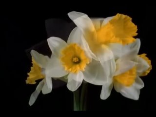 П.И.Чайковский - Вальс цветов  из балета Щелкунчик