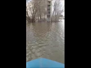 В затопленных районах Оренбургской области появились бобры. Оренбуржцы, снимавшие видео, попросили бобров построить плотину.