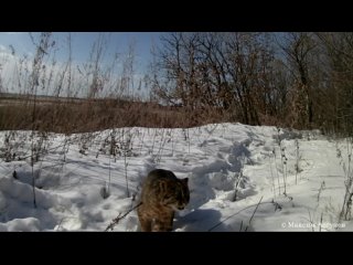 В марте амурский кот призывно урчит в попытке найти самку.