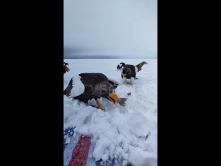 Трапезу белоплечих орланов сняли на видео в Николаевском районе