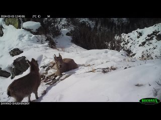 В объектив фотоловуки Саяно-Шушенского заповедника попала самка сибирского горного козла с козленком