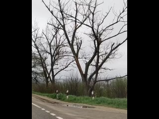 Кубань, Воронежская, Самарская, Саратовская области, Башкирия, Урал