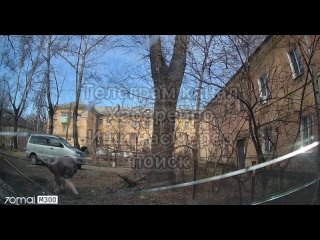 Сюжет, который мог произойти только в Хабаровске: Напала на машину с женщиной и ребенком из-за бродячих собак   Двор дома по адр
