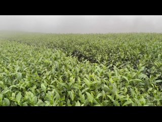 Видео от Formosa Taiwan Tea - официальная группа