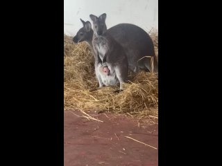 Некоторые люди до 45 лет из «маминой сумки» вылазить не хотят - Ирек Гатауллин