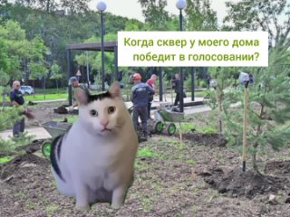 Мы не согласны с котиком из видео  6 дней это не долго! Поэтому важно успеть оставить свой голос за территорию для благоустройс