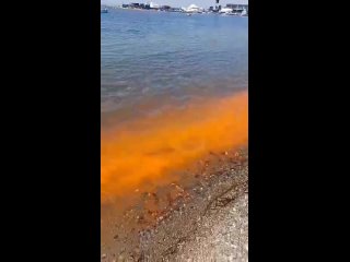 В акватории Владивостока вода окрасилась в оранжевый цвет. Это водоросли Noctiluca. Для человека они опасности не представляют.