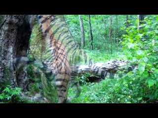 Video von Центр «Амурский тигр»