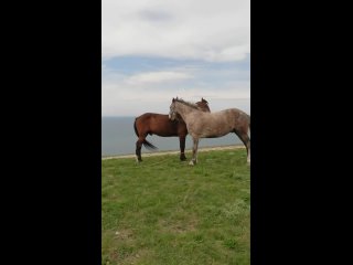 Видео от Елены Чегаевой