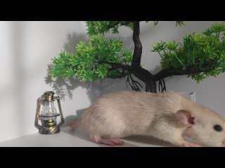 Video by Little Stuart -  питомник декоративных крыс