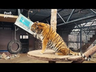 В красноярском «Роевом ручье» показали играющую с коробкой тигрицу Рокси