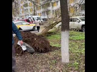 В Медведково из-за ветра дерево упало на мужчину и припаркованную машину.
