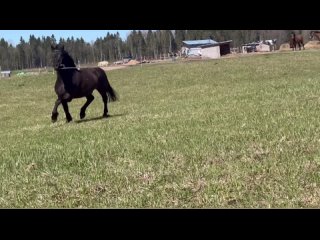 Video by ЛОШАДЬ МЕЧТЫ продажа лошадей от владельца в Спб