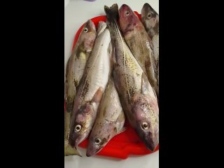 Vdeo de MeriFish Рыба Мясо Доставка в Калининграде